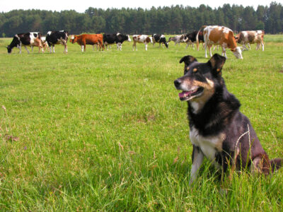 First Aid for Dogs on the Farm Image